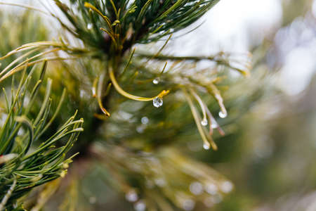 Close up fern with dew at Mount Usu in winter in Hokkaido, Japan.