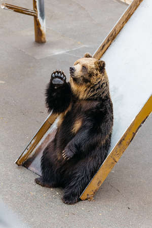 Raised Brown Bears sitting on slider and raise hand beg for food at Noboribetsu Bear Park in Hokkaido, Japan.の写真素材