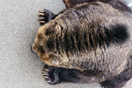 Close up neck fur of raised Brown Bear crawling on the concrete ground at Noboribetsu Bear Park in Hokkaido, Japan.の写真素材