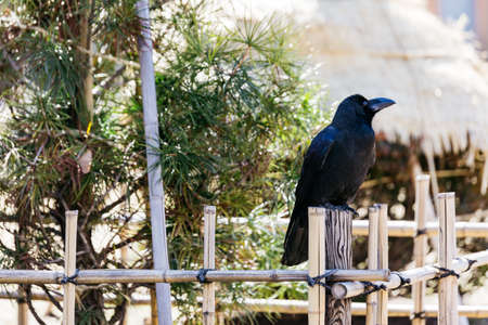 Crow stand at bamboo fence with green trees in the background at Sapporo in Hokkaido, Japan.の写真素材