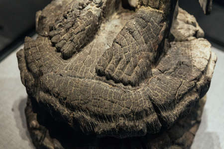 Antique feet of cracked wooden Buddha statue in the National Museum of Vietnamese History in Hanoi,...