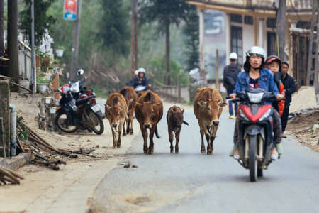 Oxes walking on the road with woman driving motorcycle in summer in Sa Pa, Vietnam.のeditorial素材