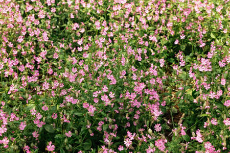 Blooming purple flowers background at Ham Rong Mountain Park in Sa Pa, Vietnam.の写真素材