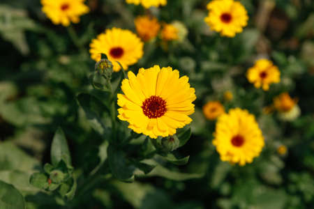 Close up blooming yellow flowers background at Ham Rong Mountain Park in Sa Pa, Vietnam.の写真素材