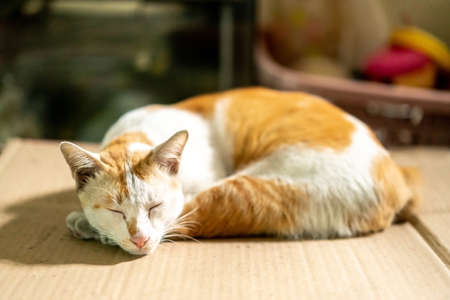 Sleeping brown and white Thai cat on cardboard paper with blurred background.の写真素材
