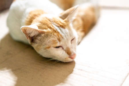Laying down brown and white Thai cat on cardboard paper with blurred background.の写真素材