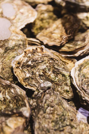 Close up Live and Fresh Oysters in shell under the water.の写真素材