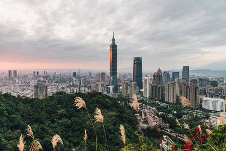 Aerial panorama over Downtown Taipei with Taipei 101 Skyscraper with grass flower and trees on mountain in foreground from Xiangshan Elephant Mountain in the evening in Taipei, Taiwan.のeditorial素材