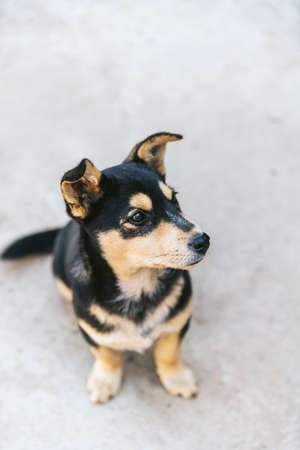 Black and brown fur Thai dog sitting on concrete floor in the Akha village of Maejantai on the hill in Chiangmai, Thailand.の写真素材