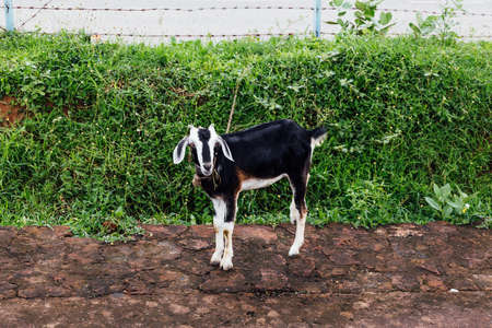 Pet goat with black and white fur standing on dirt with green bushes in background at Bodh Gaya,...