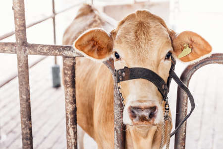 Herd of cows close-up on American Thai Brahman cows in cowshed on dairy farm. Agriculture Industry, Farming and Animal Husbandry Concept.の写真素材