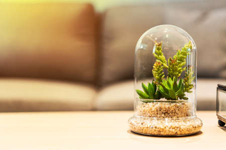 Small cactus types in minimal decorative glass dome on wooden table in living room with grey sofa in background. Stylish and simplicity interior decoration. Botanical lifestyle with copy space.の写真素材