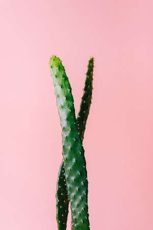 Close-up detail of flat and long green cactus on a pink background. Minimal decoration plant on...