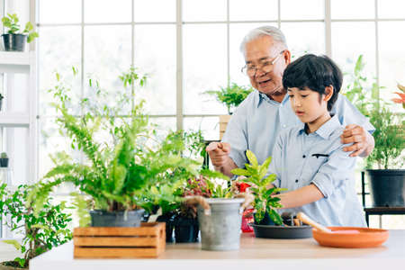 An Asian retired grandfather and his grandson spend quality time together at home. Enjoy taking care of the plants by scooping soil to prepare for planting. The family bond between children and adultsの写真素材
