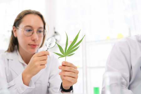 Professional researchers checking ganja leaf with a magnifier, working on a hemp plant and Marijuana research, CBD oil, the Concept of herbal alternative medicine and cannabis concept.の写真素材