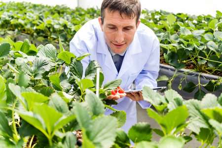 A Caucasian man scientist examines strawberry plants in a rooftop greenhouse, showcasing...