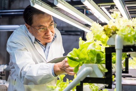 An Asian man researcher examines hydroponic lettuce under grow lights in a vertical farming setup, showcasing advanced agricultural techniques. Hydroponics vertical farm for food security concept.の写真素材