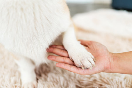Close-up of a human hand gently holding a corgi dog's paw, symbolizing trust, companionship, and the...