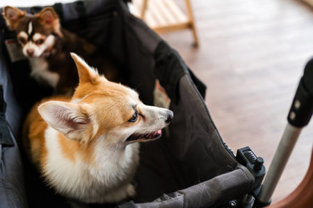 Two rescued dogs, a corgi and a chihuahua, sit in a pet stroller, symbolizing pet adoption, safety, and companionship. Encouraging pet rescue and adopting from shelters to provide loving homes.の写真素材
