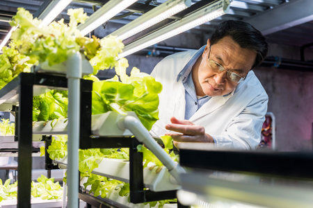 Scientist in lab coat examines hydroponic lettuce under LED lights in a controlled environment....