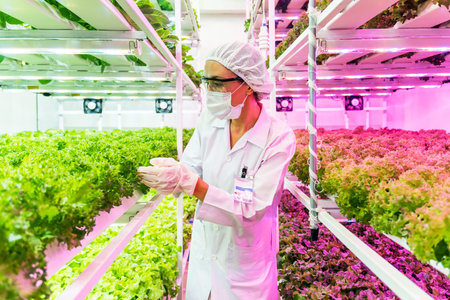 Scientist examines leafy greens in a vertical hydroponic farm with LED lighting. Wearing lab gear, she ensures eco-friendly crop growth using sustainable agri-tech solutions for urban farming.の写真素材