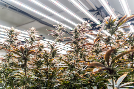 Close-up of thriving cannabis plants under LED grow lights in a controlled indoor farm. Image highlights sustainable eco-farming, organic cultivation, and green tech for medical and industrial use.の写真素材