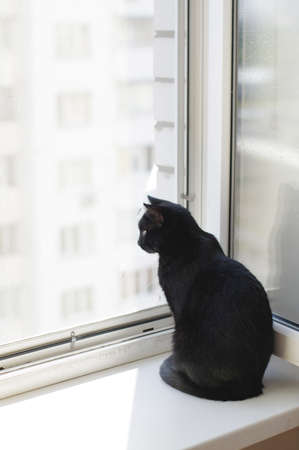 the black cat sits near the window and looks out the streetの写真素材