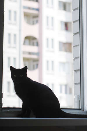 the black cat sits near the window and looks out the streetの写真素材