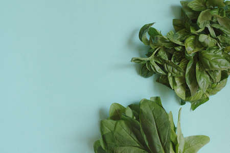 Green fresh basil and spinach on the blue backgroundの写真素材