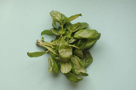 A macro bunch of green fresh basil on the blue background. Healthy food, raw and vegetarian