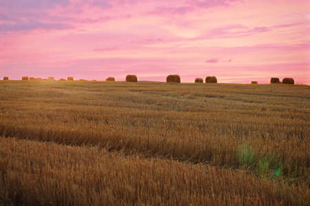 Summer wheat field after a harfest in the red sunset. A summer haystackの写真素材