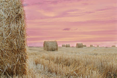 A summer haystacks after harvest during the sunset