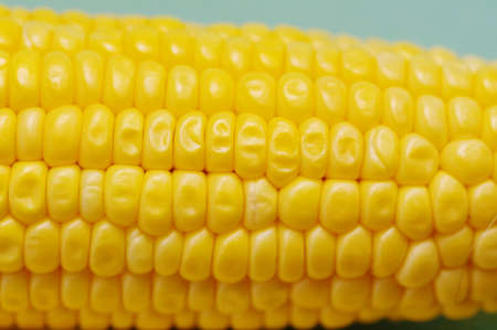 Fresh corn on cobs on blue background, closeupの写真素材