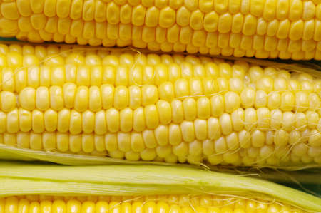 Fresh corn on cobs on blue background, closeup