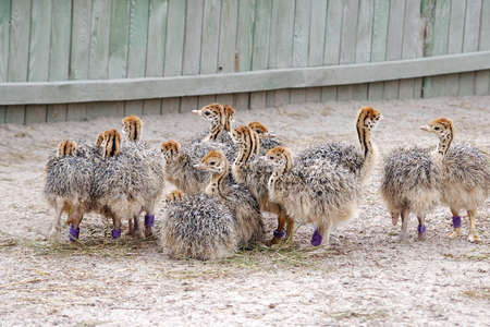 group of chickens-ostriches with spotted necksの写真素材
