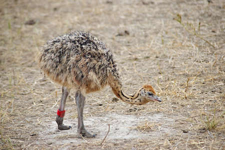 chickens-ostriches with spotted necksの写真素材