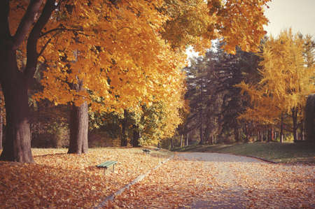 Colorful leaves in the park. Autumn natural background. Autumn trees and leavesの写真素材