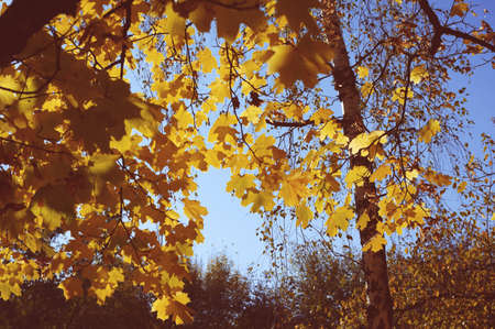 Colorful leaves in the park. Autumn natural background. Autumn trees and leavesの写真素材