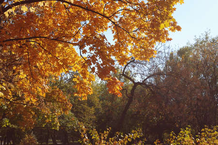 Colorful leaves in the park. Autumn natural background. Autumn trees and leaves