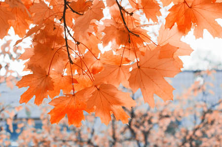 Colorful leaves in the autumn in the park. Autumn natural background. Autumn trees and leavesの写真素材