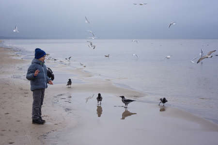 A cheerful boy feeds gulls on the seashore in winter, spring or autumn. many gulls are flying around.の写真素材