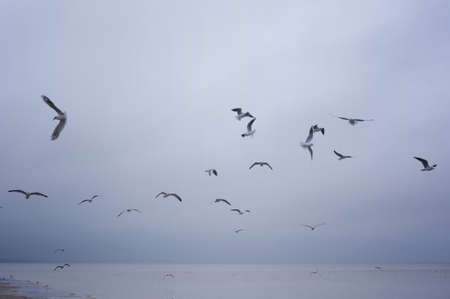 Seagulls over the sea waves.の写真素材