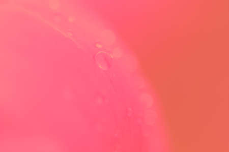 close up water drop on petal of the peony blossom. coral backgroundの写真素材