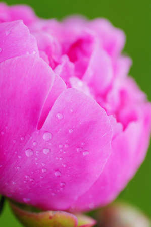 close up water drop on petal of the peony blossom. fresh bright blooming pink peonies flowers with dew drops on petalsの写真素材