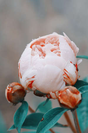 close up water drop on petal of the peony blossom. fresh bright blooming pink peonies flowers with dew drops on petals. Soft focus.の写真素材