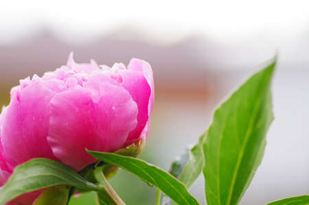 close up water drop on petal of the peony blossom. fresh bright blooming pink peonies flowers with dew drops on petalsの写真素材