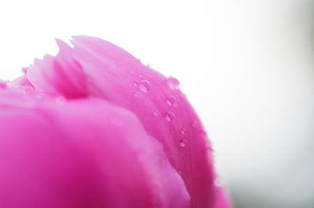 close up water drop on petal of the peony blossom. fresh bright blooming pink peonies flowers with dew drops on petalsの写真素材