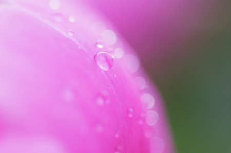 close up water drop on petal of the peony blossom. fresh bright blooming pink peonies flowers with dew drops on petalsの写真素材