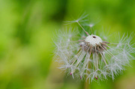 Close-up of ripe dandelion seeds ready to flyの写真素材