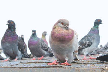 A rock dove stands on a wooden roof and looks into the camera. close-up. other pigeons walk behind.の写真素材